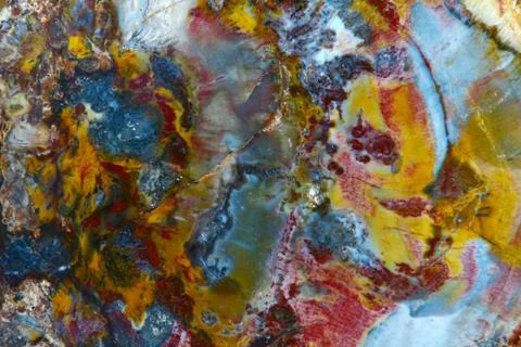Petrified wood texture Stock Photos
