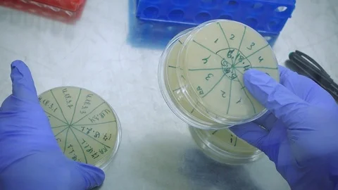 PetryDish in Box Stock Footage 98881686