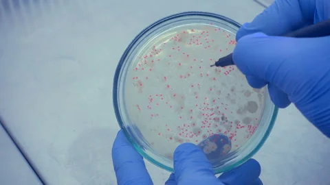 PetryDish coint Stock Footage 108743630