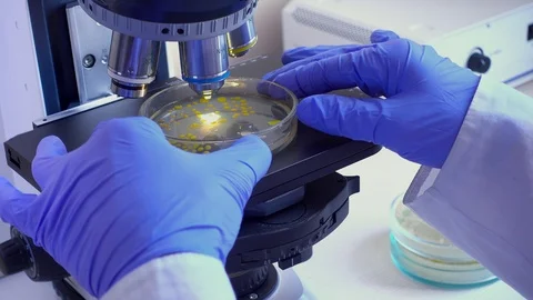 PetryDish microscope Stock Footage 107640501