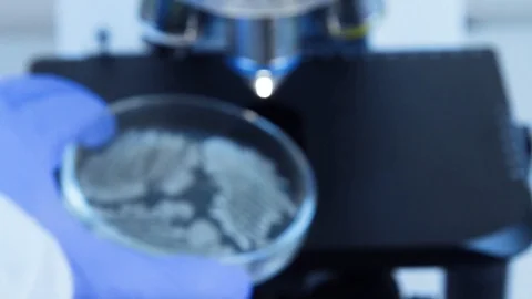 PetryDish Zoom Stock Footage 98413476