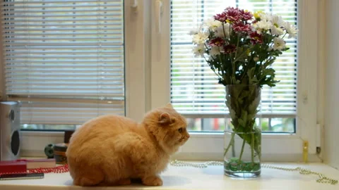 Pets and animals concept - cat on window sill at home Stock Footage 97890734