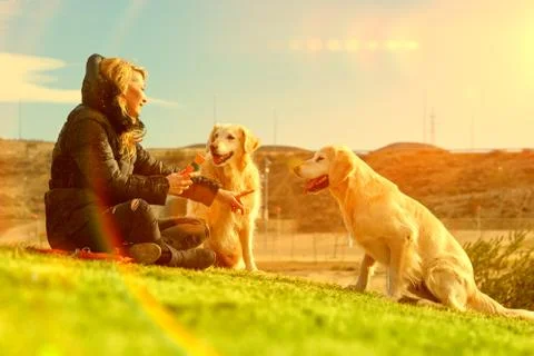 Pets and dogs.training and educating dogs.Companion pets concept Stock Photos