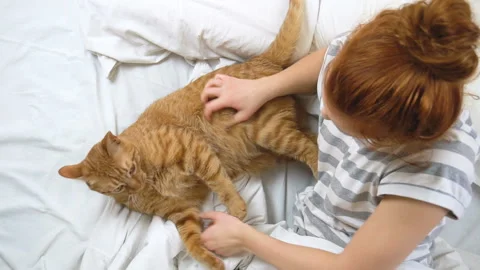 Pets and people concept happy young woman with big ginger cat in bed at home Stock Footage