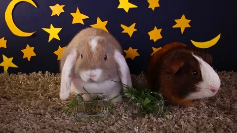 Pets animals at night lop rabbit concept Video stock 102750689