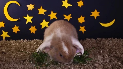 Pets animals at night lop rabbit concept Stock Footage 102750759