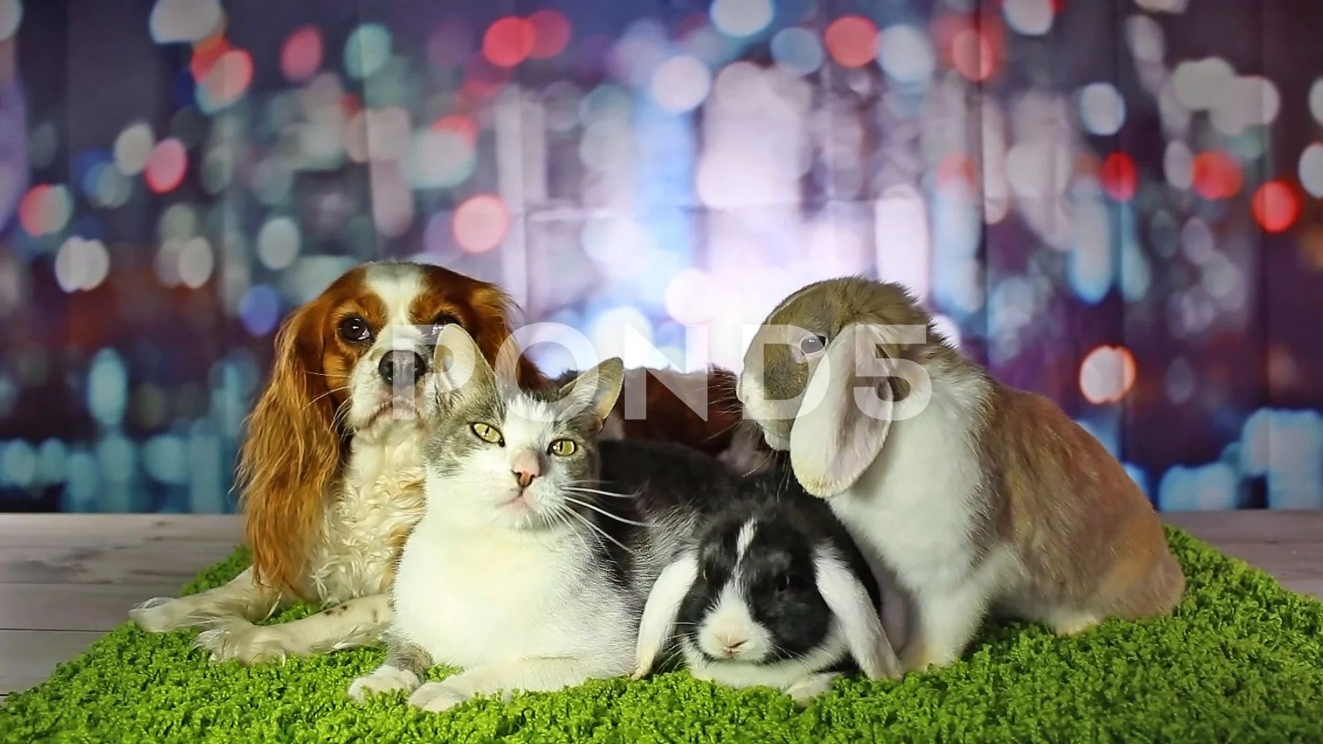 Pets Animals Together Cute Dog Cat Rabbi... | Stock Video | Pond5