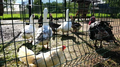 Pets are grazing in the pen Stock Footage 89881445