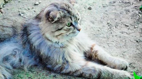 Pets in the backyard Stock Photos