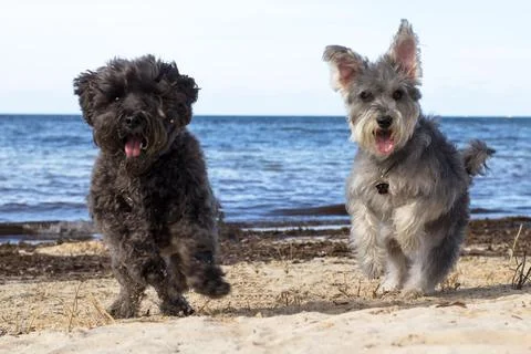 Pets by the beach Stock Photos