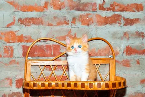 Pets beautiful cat. Red-haired little kitten with a white breast on the backg Stock Photos