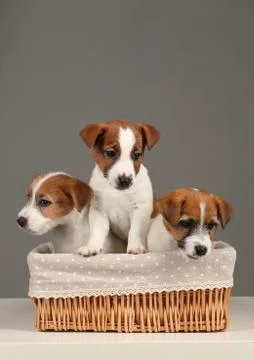 Pets in the bed. Close up. Gray background Stock Photos
