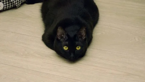 Pets. Black young cat lying on the floor and looking at camera sideways. 4K Video stock 78670227