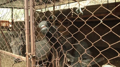 Pets in a cage Stock Footage 113200900