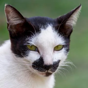 Pets Cat 스톡 사진