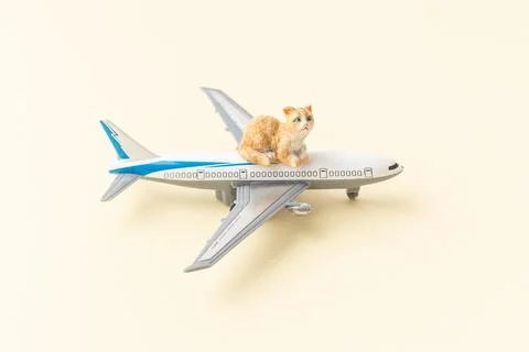 Pets cats shipping concept by airplane Stock Photos