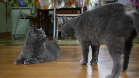 Pets cats suddenly attack and fight with each other at home indoors slow motion Stock Footage 71715833