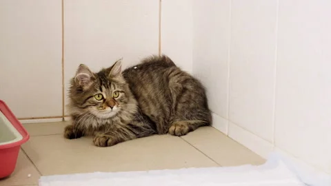Pets. Close-up shot of cat is in a cage of animal hospital. 4K 動画素材 94007628