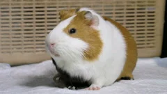 Motion of funny guinea pigs eating weed , Stock Video