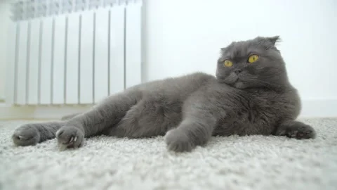 Pets concept. Cat relaxing on the carpet , cute funny cat close up at home Stock Footage 158473532