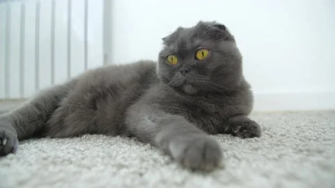 Pets concept. Funny scottish fold Cat relaxing on the carpet , cute funny cat Stock Footage 157054247