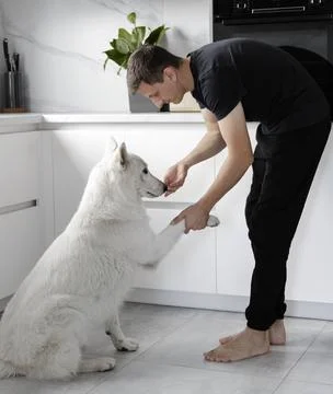 Pets concept. Leisure time with a pet. Dog training. Stock Photos