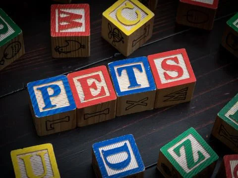 Pets concept Stock Photos