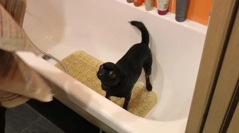 Pets. Dog in the bath Stock Footage 68284583