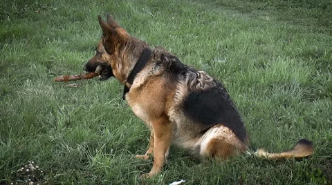 Pets. Dog breed German Shepherd Stock Footage 68348799