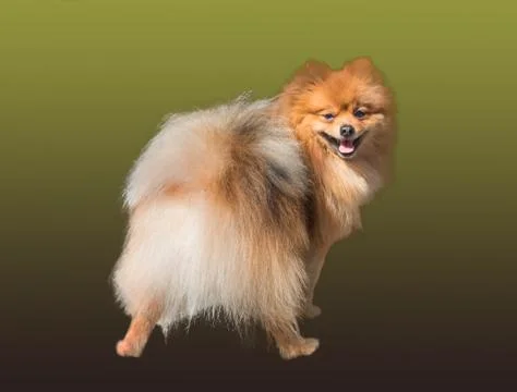 Pets dog spitz Stock Photos