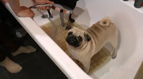Pets. Dogs in the bath Stock Footage 68278190