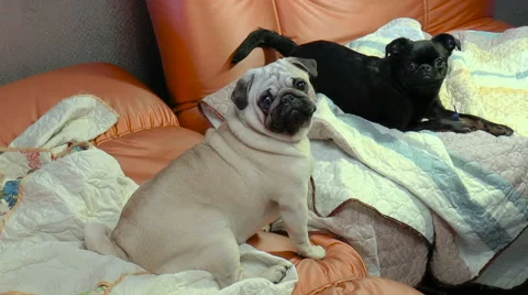 Pets. Dogs. Two dogs playing on the couch Stock Footage 68280945