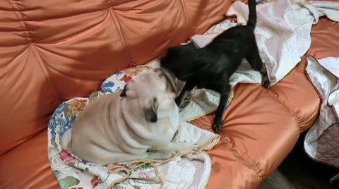 Pets. Dogs. Two dogs playing on the couch Stock Footage 68285553