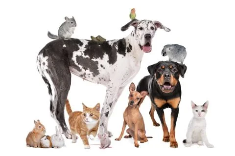 Pets in front of a white background Stock Photos