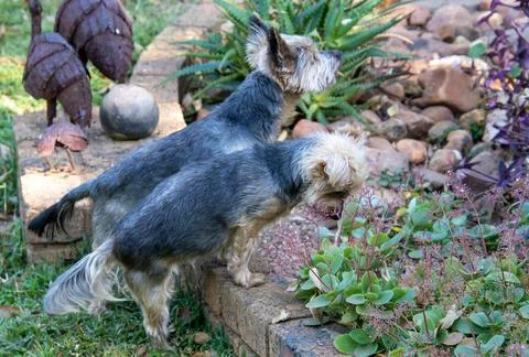 Pets in the garden Stock Photos