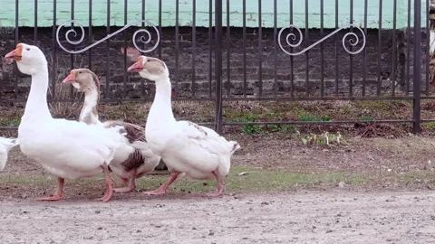 Pets geese move one after another on a walk. Several birds pass in a row Video stock 152699200