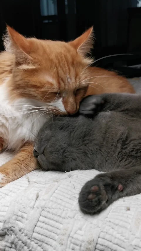 Pets, gray and red cats and friendship between them. Vertical Video Stock Footage 272595102