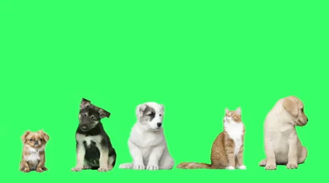 Pets on green screen Stock Footage 62733485