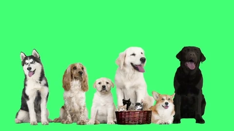Pets  on green screen 库存影片 80983480