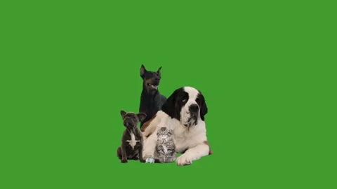 Pets  on green screen Stock Footage 95269663