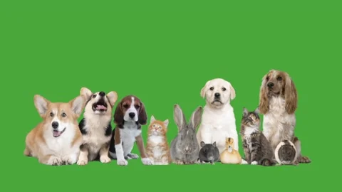 Pets on green screen Stock-Footage 98402522