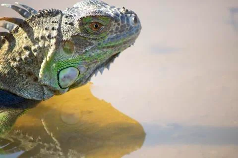 Pets iguana head close-up. It was taken by the lake. He Stock Photos