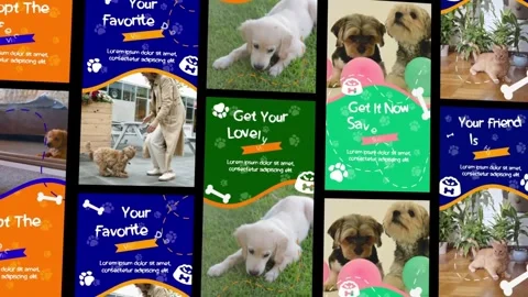 Pets Instagram Stories Stock After Effects