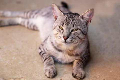 Pets / Kittens / Little kittens Stock Photos