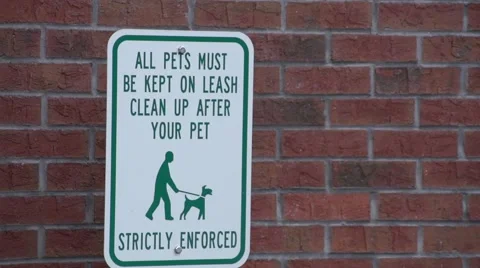 Pets on Leash 1 Stock Footage 41667454