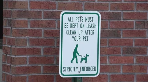 Pets on Leash 2 Stock Footage 41667431