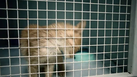 Pets. Little red kitten pulling paws through the bars in a veterinary clinic. HD 库存影片 76698257