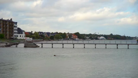 Pets in nature 動画素材 168144561