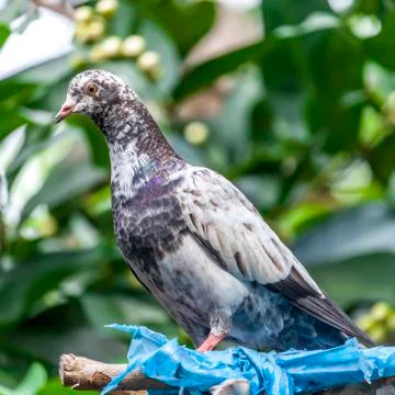 A Pets pigeon Stock Photos