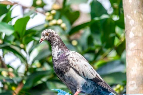 Pets pigeon Stock Photos